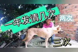 狗狗一年发情几次你知道吗？一年三窝可能吗？听听养狗小伙怎么说视频封面