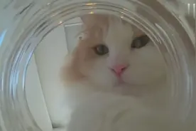 在宽口玻璃瓶放点猫粮，就拍下猫咪们吃东西的特写啦