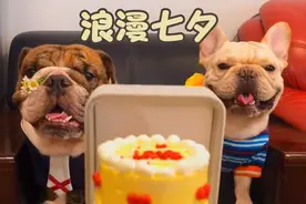 浪漫七夕节，主人和斗牛犬一起过七夕，最后甜死了视频封面