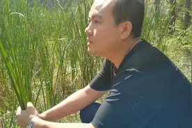 农村随处可见的臭蒲根，居然用处这么大，你知道吗视频封面