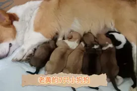 老黄捡来的柯基竟然生了一窝6只小奶狗视频封面