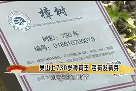 吴山上730岁的樟树王竟然发新芽了！视频封面