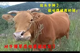 牛能听懂人的语言太神奇了，简直不敢相信，看来对牛弹琴要被改写视频封面