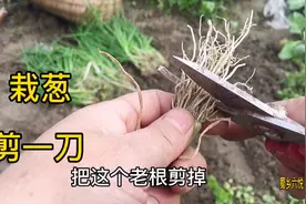 种葱之前剪一刀，这样种出来的葱缓苗快，成活率高，值得收藏