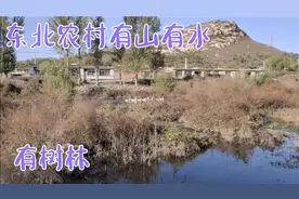 2020年10月13日，收秋时节，辽宁锦州，老妈养了三年大鹅丢了？视频封面