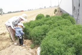 农村侄媳摘一大袋“扫帚苗”它具有清热解毒之功效，也是餐桌美味视频封面