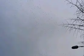 皖南池州，严冬三九清晨，打惊雷，下大雨，而且漫天遮日的乌鸦！视频封面