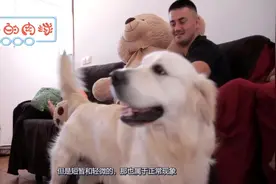 给狗狗接种疫苗时，会有什么不良反应吗？看完后内心不淡定了！