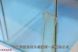 鱼缸破裂只会简单修补，还有更好的办法吗？分享一下大家学习视频封面