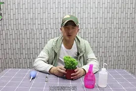 卷柏盆栽的养护和繁殖技巧！视频封面