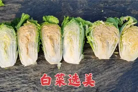 河南蔬菜基地选育白菜新品种，还白心白菜，有橙红白菜，您见过吗视频封面