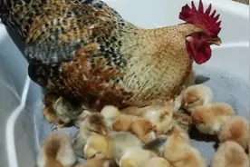 农村土鸡亲养和抱养有没有区别