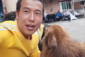 徒步路上一只狮子跟了我好久，我给他起名叫辛巴，辛巴跟牛玩。视频封面