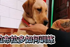 如何训练拉布拉多，我的方法绝对可取！注意：片尾有彩蛋的喔！！视频封面