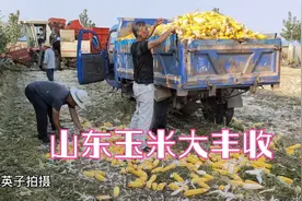 山东玉米大丰收，收割机一亩地要100元，看一亩地收多少玉米视频封面