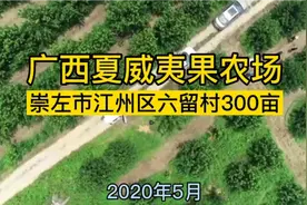 广西澳洲坚果今年大丰收，部分农场单株产量上百斤，收购价6元多