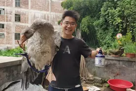 小陈用白酒灌鹅脱鹅毛，轻轻一抓鹅毛掉一大把，方法实用赶紧试试视频封面
