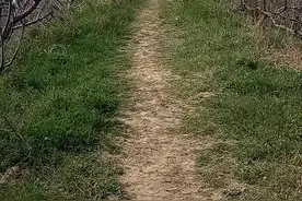 泗阳大禾庄园，虽然地方小，还是不错的哦，欢迎大小朋友来游玩视频封面