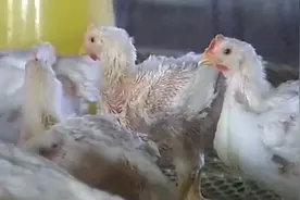 肉鸡大肠杆菌病的防治与治疗，养殖宝典视频封面