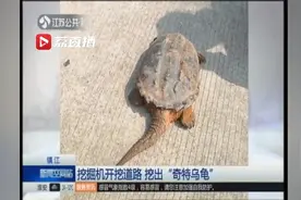 镇江：挖掘机开挖道路 挖出“奇特乌龟”视频封面