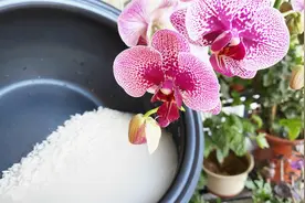 淘米水能浇花吗？怎么正确使用淘米水？让爱养花的小姐姐告诉你吧视频封面
