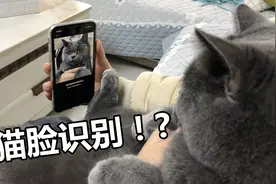 用猫咪的脸，给老公手机设置面容ID，它可以识别猫脸吗？