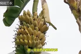 香蕉每结一次果就要被砍掉一次，而果农却不心疼，你知道为什么吗视频封面