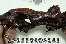 朽木根雕摆件，天然造型，朽木星教大家保养方法与技巧视频封面