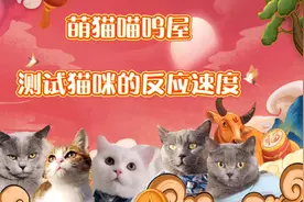 一个姿势测试猫咪的反应速度！视频封面