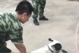 一只小狗 太凶猛，居然战胜了一条蛇。真拿你们没办法。视频封面