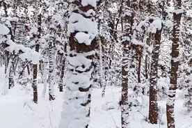 威海寒潮海水结冰，暴雪过后海边大雪过膝，林海雪原太美了视频封面
