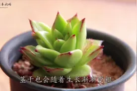 口红多肉你会养吗？多肉最佳生长季，学会养护很重要，一起来学学视频封面