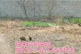 俗语说猫来穷狗来富是不是真事，家中来这么多猫该怎么办视频封面