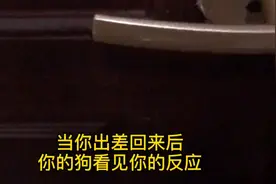 狗狗在家等你的一天相当于是我们的七天视频封面