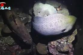 当巨石斑鱼遇到巨海鳝......视频封面