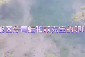 四川资阳，大家看看这是不是蝌蚪？听说是赖克宝的卵
