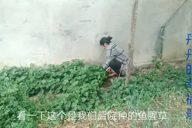 丹丹娘家后院虽小，种的啥都有，老妈把鱼腥草剪下来晒干泡水喝！视频封面