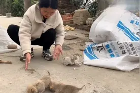 路边垃圾桶捡了4只小狗，可怜的样子，好心姑娘赶紧抱回家养着_视频封面