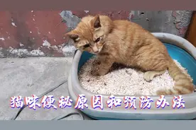 引起猫咪便秘的一些常见原因以及该如何预防？视频封面