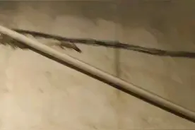 动物世界解秘，请看壁虎是怎么吃蚊子的？视频封面
