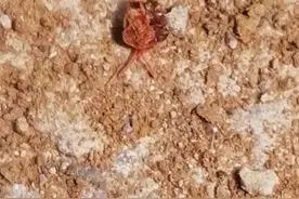 蚂蚁和蜘蛛大战视频封面