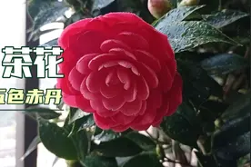 非常惊艳的茶花品种，很惊奇是多色的。室内养护茶花需要一些妙招视频封面