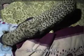 男子晚上睡觉露营，半夜被热起来，结果发现身上躺了三只花豹视频封面