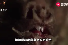 蝙蝠是老鼠演变的吗？今天终知道了视频封面