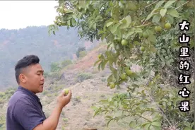 云南小伙自制红心果果酱、山里的野果子又大又甜，小时候的记忆视频封面