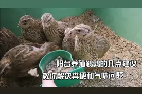 深圳美女阳台养殖鹌鹑，半年不清理粪便也没有臭味，提供几点建议视频封面