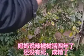 种的辣椒树成精了，果实丰厚，四年还未死，生命力太强，有同款没视频封面