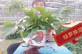 绿萝花友们换盆教程来了，怎么换盆及注意事项，换后特别好看。视频封面