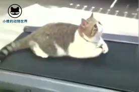 把肥猫放到跑步机上，它这敷衍的态度真的好欠揍啊视频封面