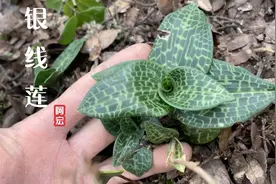 珍贵而稀少的中药材“银线莲”，全身是宝，药用价值非常高视频封面